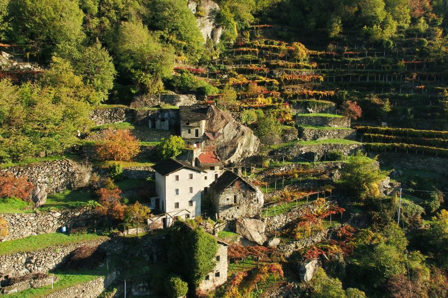 Heroic Vineyards