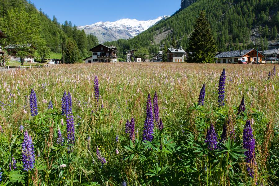 Fiabe tra i monti - Jacques e il fagiolo magico