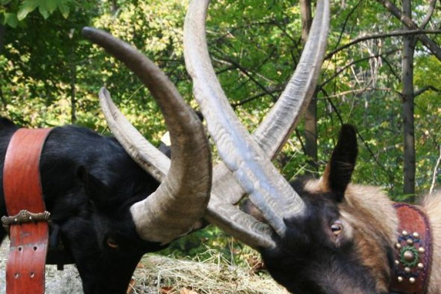 .. Batailles des Chèvres (Goat fight)