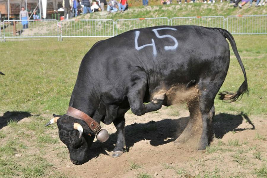 Bataille de moudzon (Combat de génisses) et Foire au Bétail d'Antan