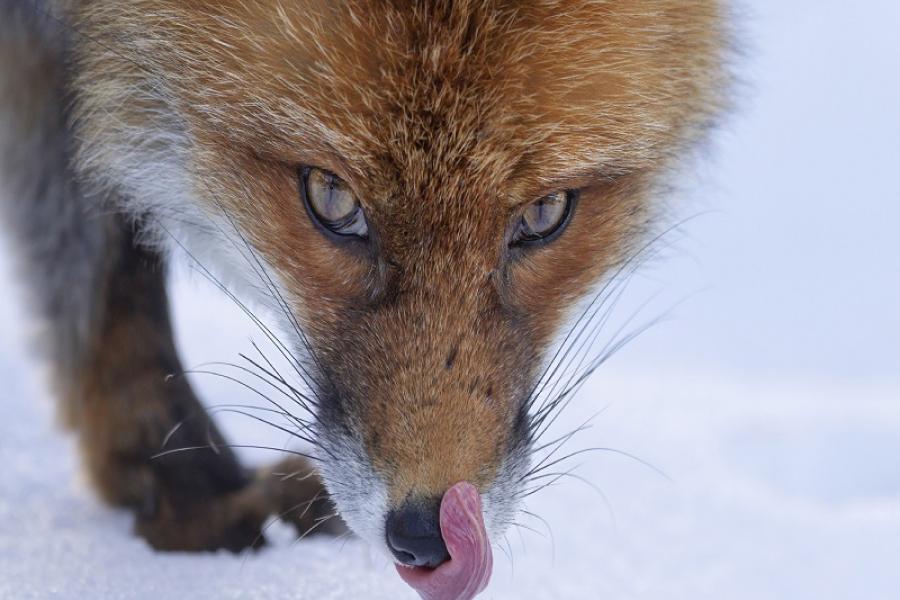 Secret La Thuile - Photo exhibition