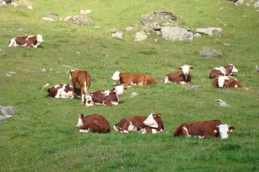 Les vaches Foire automnale du bétail