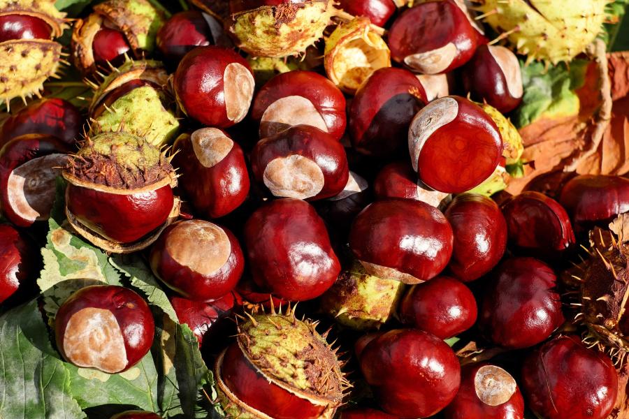 Castagne Castagnata a cura del Gruppo Alpini