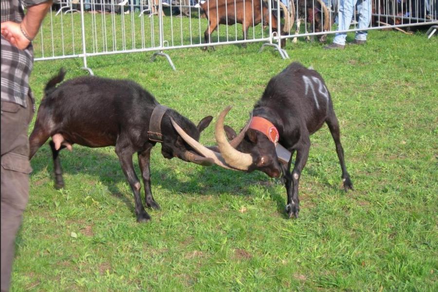 Batailla de Tchèvre Batailla de Tchèvre