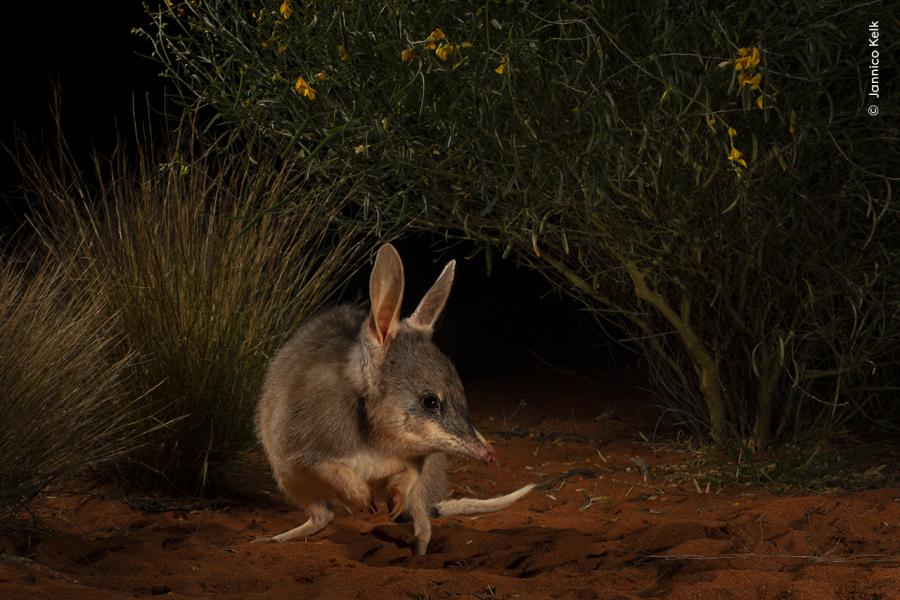 Wildlife Photographer of the Year - 60° edizione