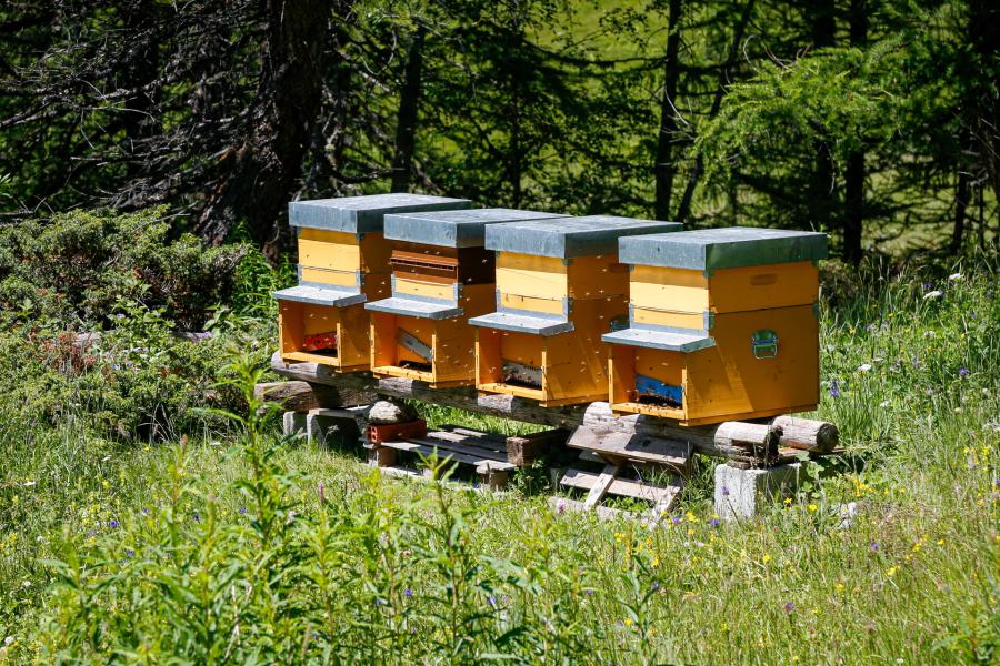 Apicoltura d'alta quota