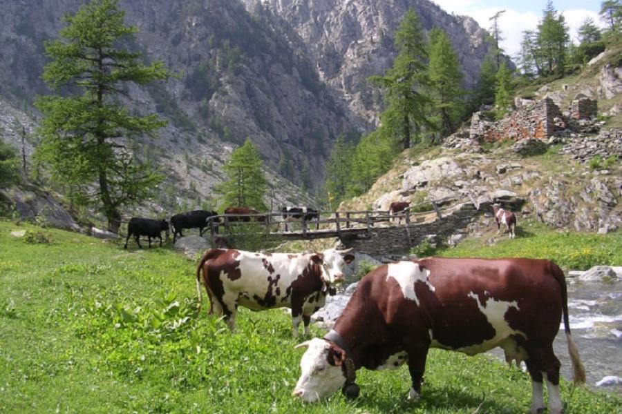 Val dell’Alleigne