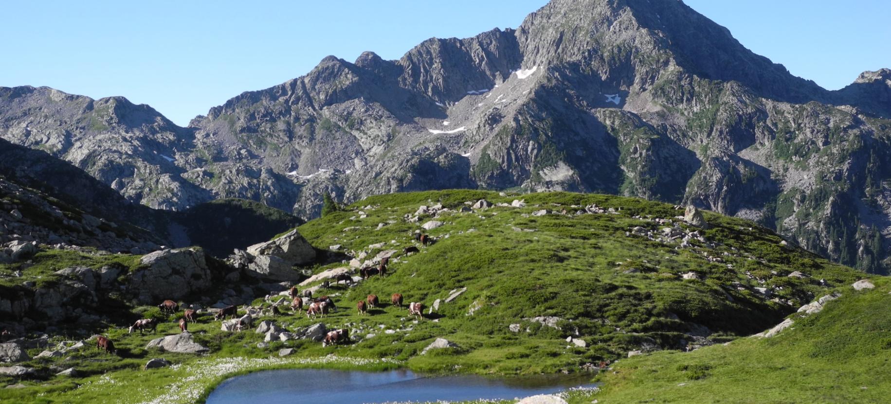 Les Chemins du Lys