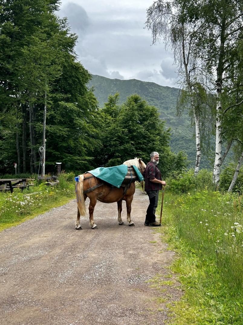 transumanza alpe di mera