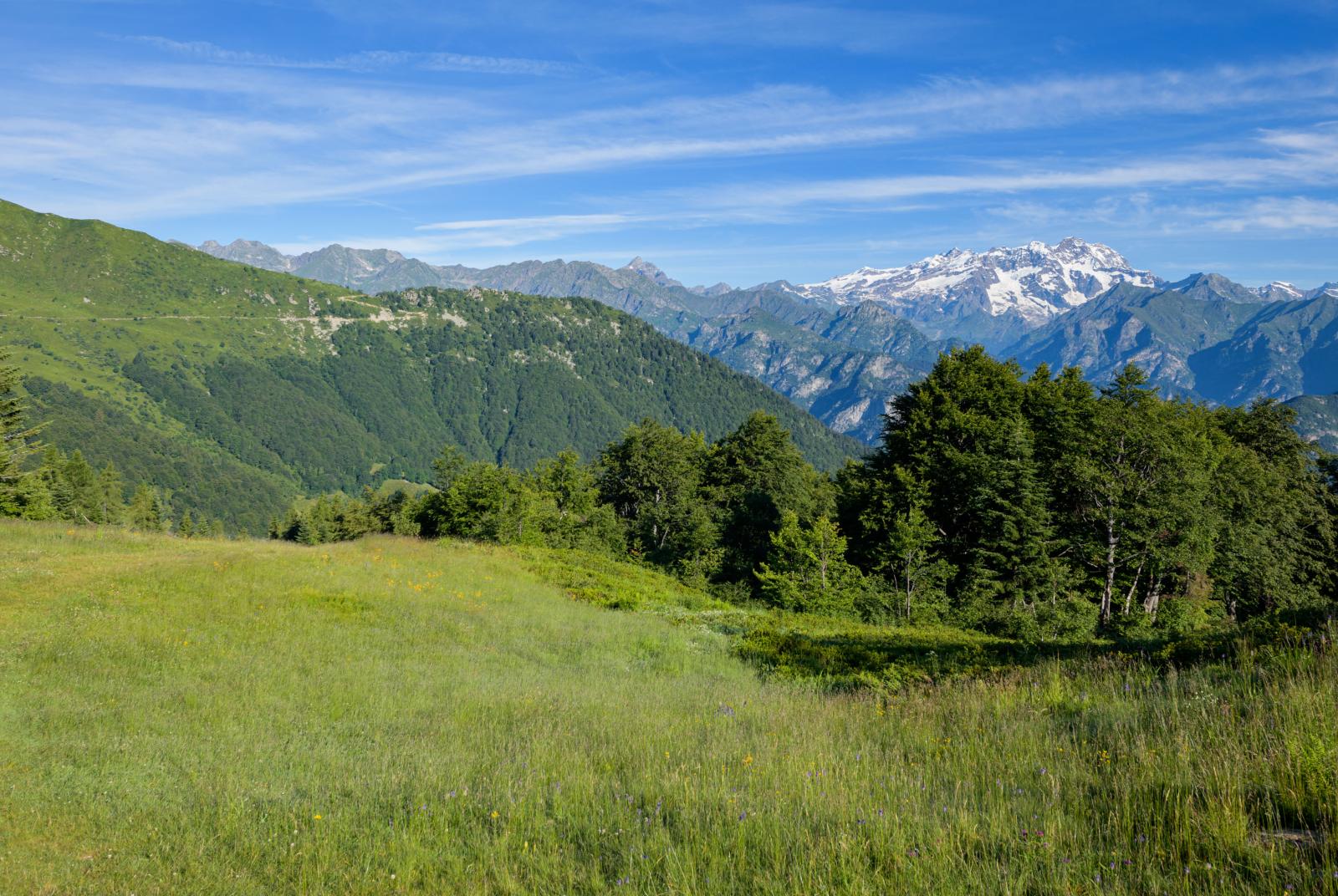 Primavera Mera